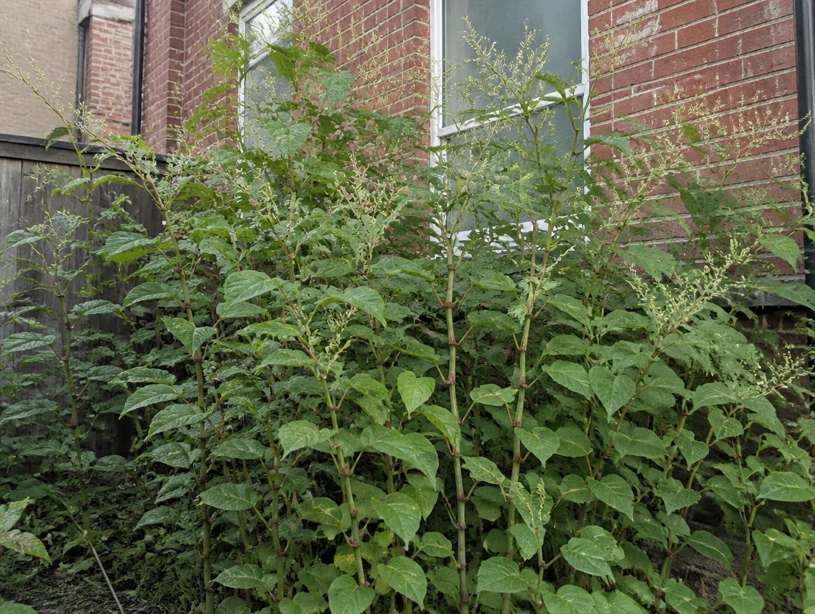 Japanese knotweed growing densely against a brick house wall